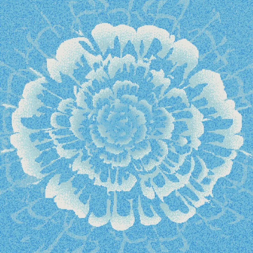 White Rose 01