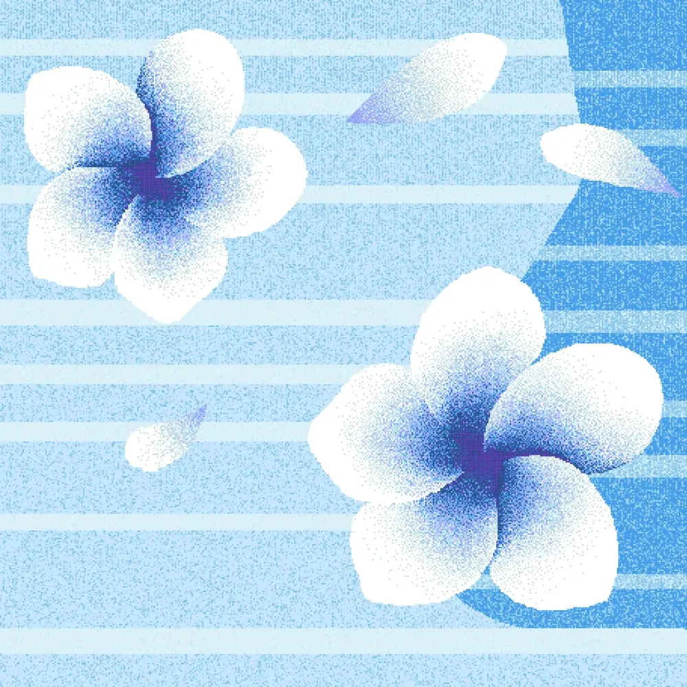 White Plumeria