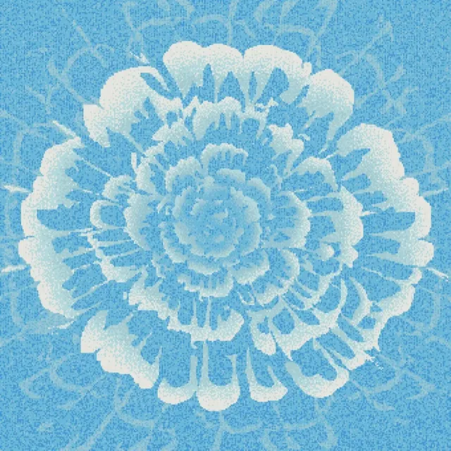 White Rose 01